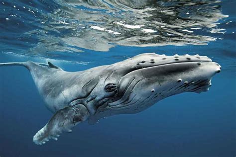 Una ballena 2025 Mo𝚟ie